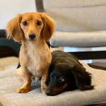 Noodle and Scooby
